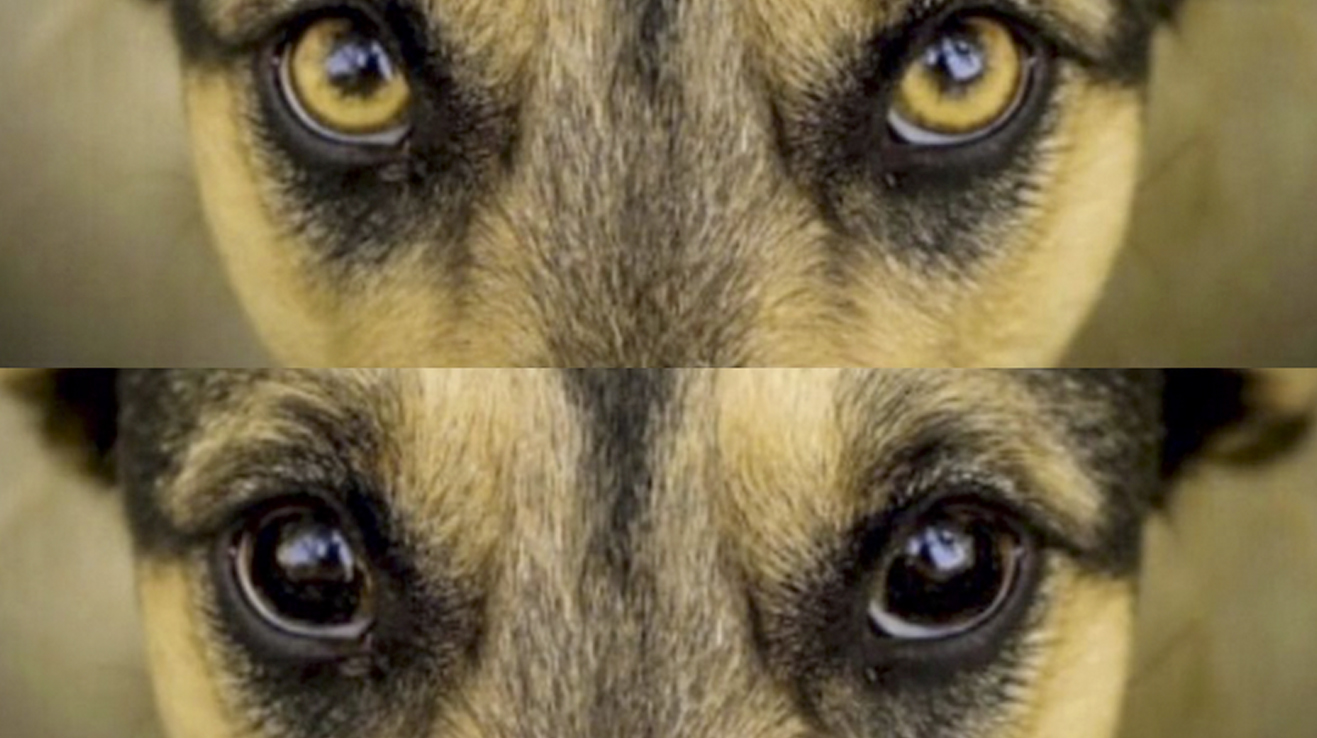 ¿Por qué los perros tienen los ojos más oscuros que el lobo?