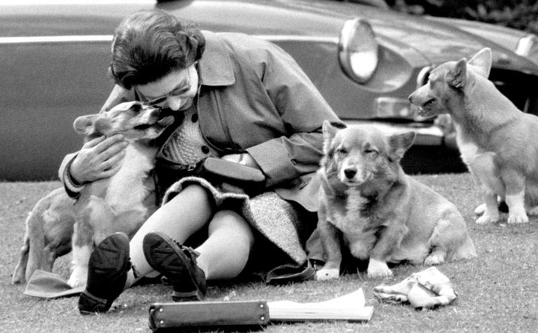 La reina Isabel II siempre estuvo rodeada de perros. Pero sus preferidos fueron los corgis. Adoraba su compañía y fueron inseparables.