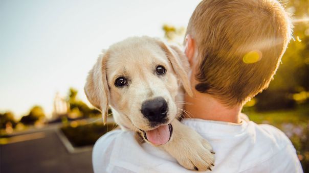 Está demostrado que los perros saben «leer» el aura de las personas, su capacidad multisensorial hace que perciban sensaciones extraordinarias