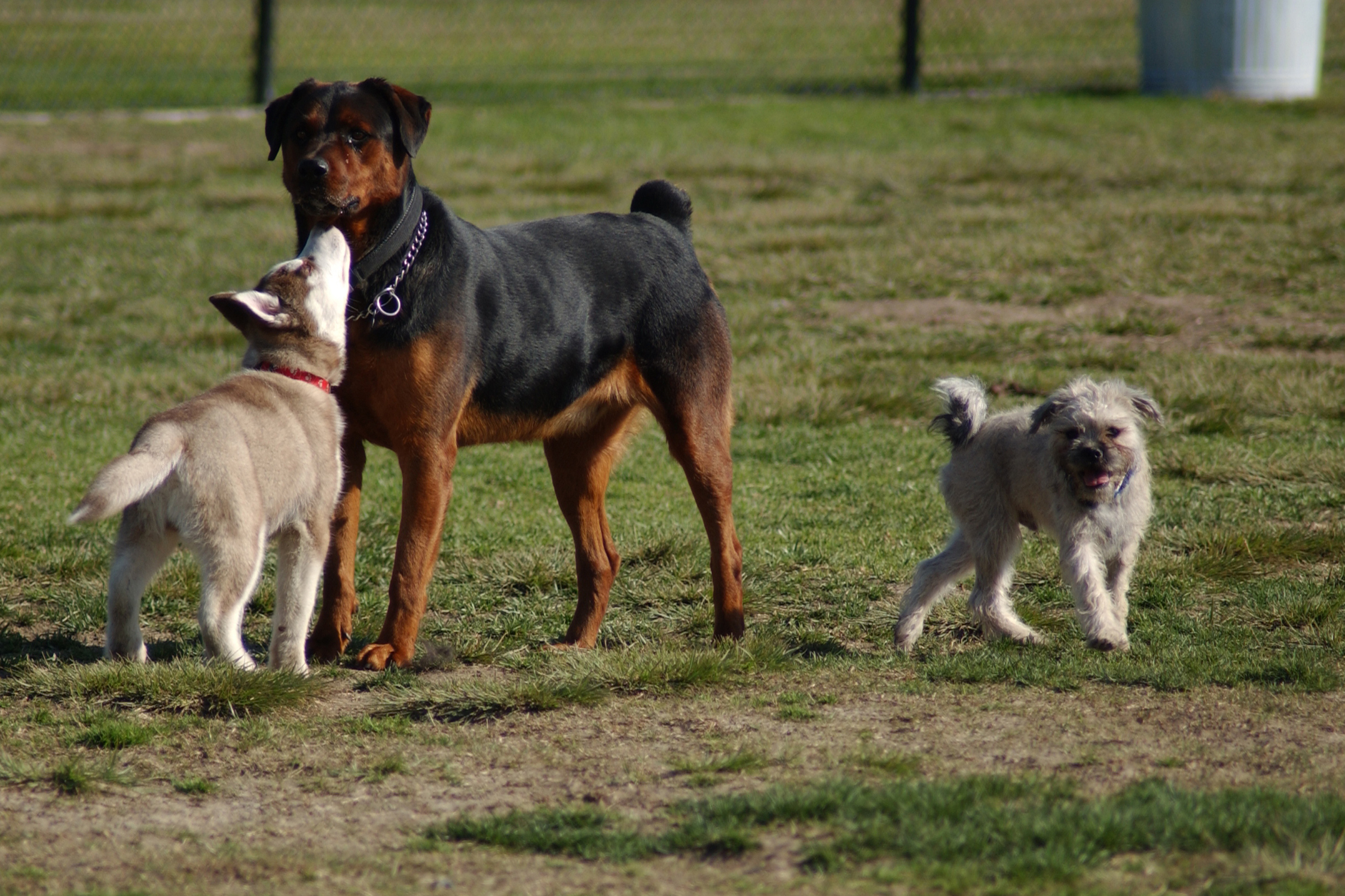 Los perros saben «leer» el aura de las personas