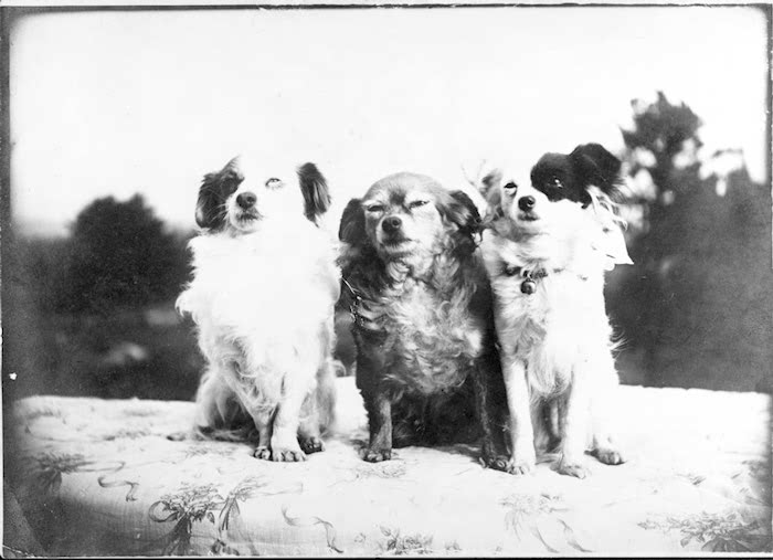 Edith Wharton adoraba a los perros. Siempre vivió rodeada de ellos. Y tampoco faltan en su literatura. Luchó por los derechos de los animales.