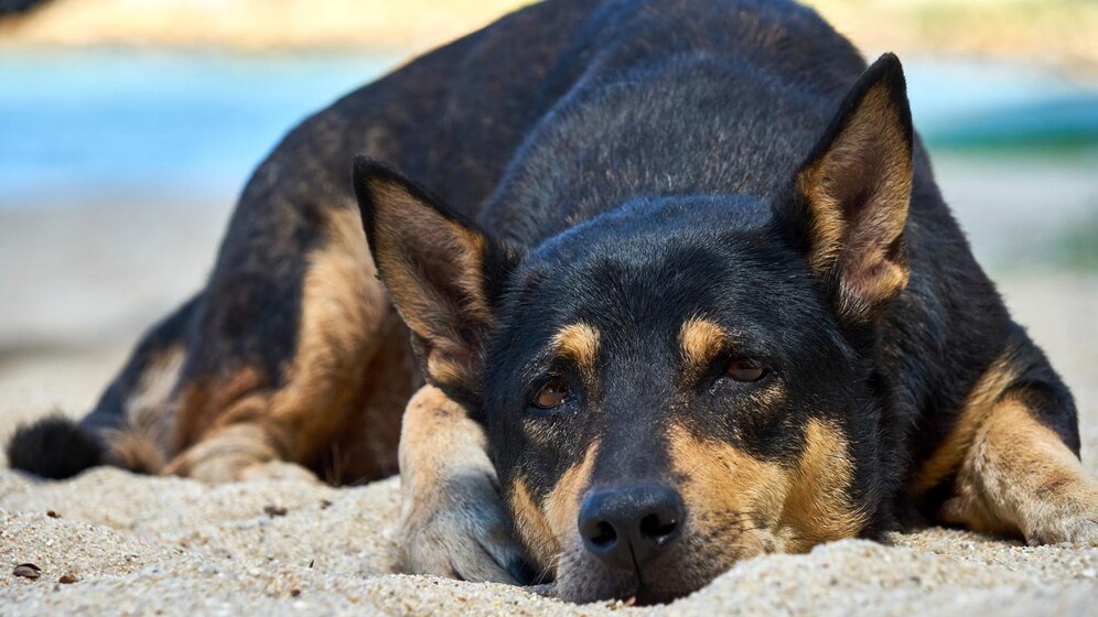 La dirofilaria canina, o enfermedad de los gusanos en el corazón, es una patología grave en los perros. Es preciso tomar precauciones