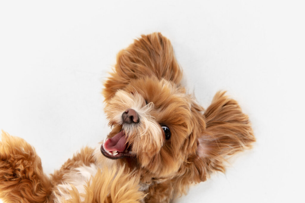 El amor de perro es incondicional. El neurocientífico Gregory Berns, ha estudiado las capacidades cognitivas de los perros y sus emociones.