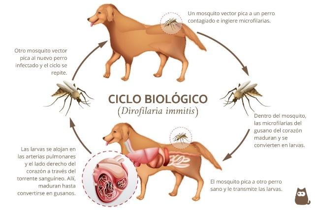 La dirofilaria canina, o enfermedad de los gusanos en el corazón, es una patología grave en los perros. Es preciso tomar precauciones