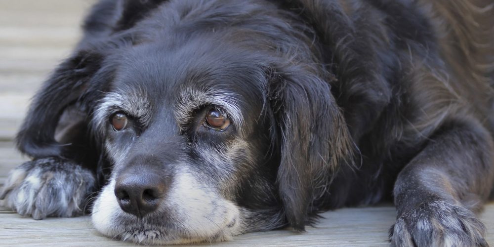 Cuando el perro alcanza una edad avanzada, más cuidados necesita, y nosotros debemos estar a su lado para ayudarlo en todo lo que necesite.