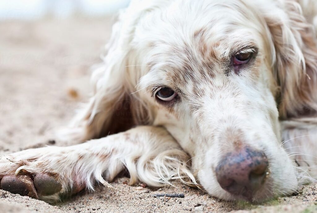 Cuando el perro alcanza una edad avanzada, más cuidados necesita, y nosotros debemos estar a su lado para ayudarlo en todo lo que necesite.