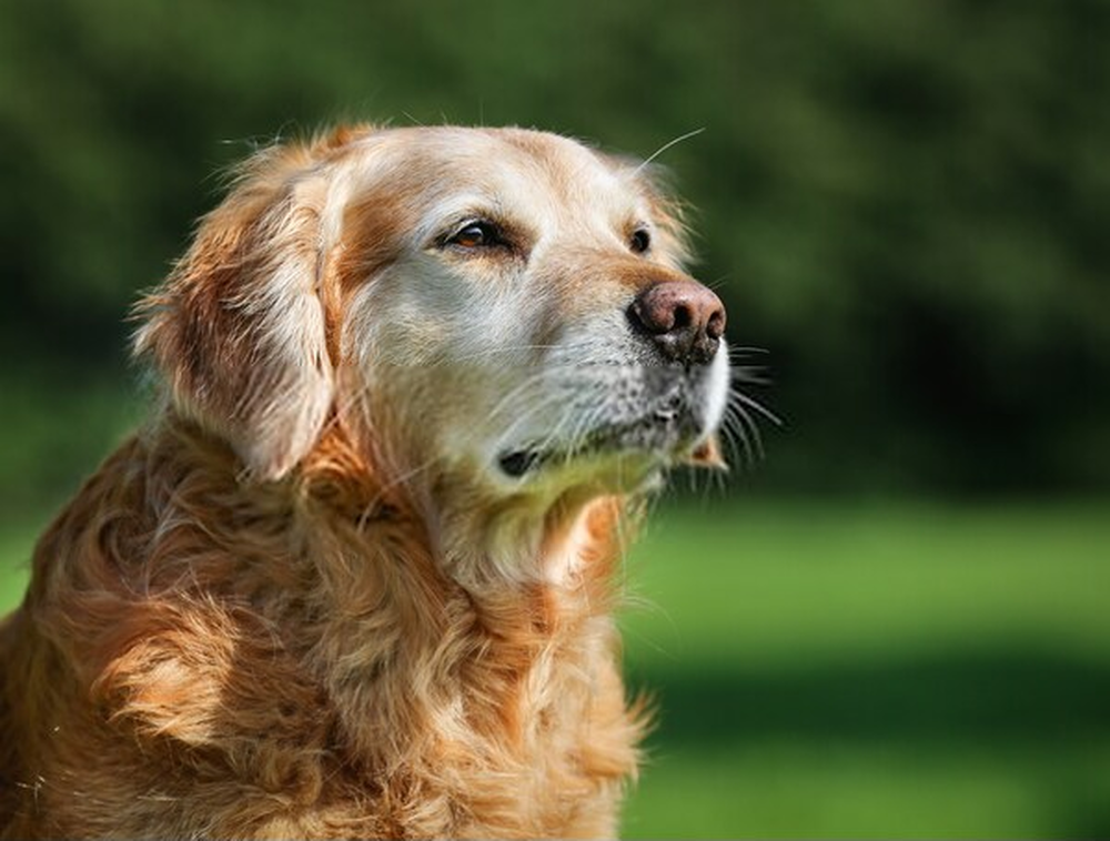 Cuando el perro alcanza una edad avanzada, más cuidados necesita, y nosotros debemos estar a su lado para ayudarlo en todo lo que necesite.