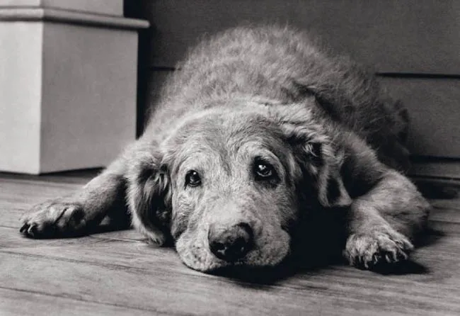 Cuando el perro alcanza una edad avanzada, más cuidados necesita, y nosotros debemos estar a su lado para ayudarlo en todo lo que necesite.