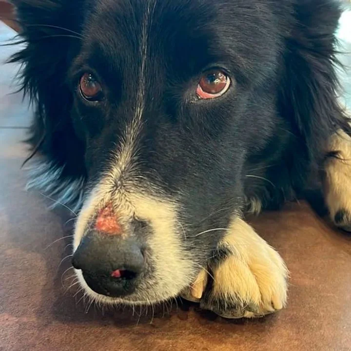 Rust, un border collie de ocho años, rescató a una mujer que se había perdido haciendo senderismo en la Patagonia.