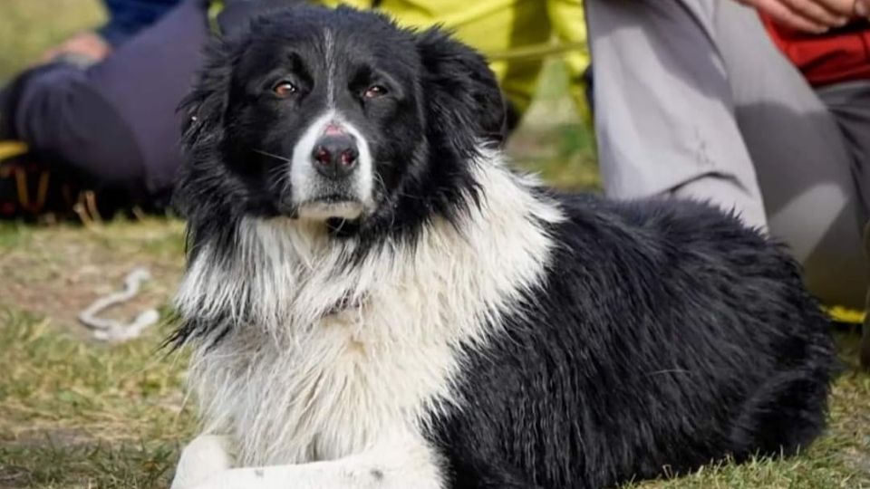 Rust, un border collie de ocho años, rescató a una mujer que se había perdido haciendo senderismo en la Patagonia.