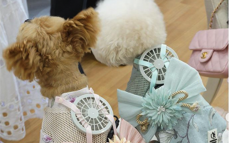 En Japón han inventado un ventilador portátil para perros pequeños. Dadas las altas temperaturas del verano pasado, esa es la mejor solución.