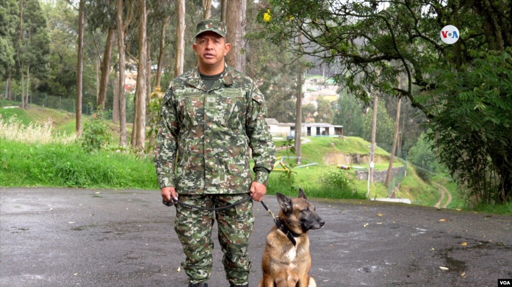 Una mujer ha visto un perro en la selva de Caquetá que guarda un enorme parecido con Wilson. Se han despertado las alarmas.