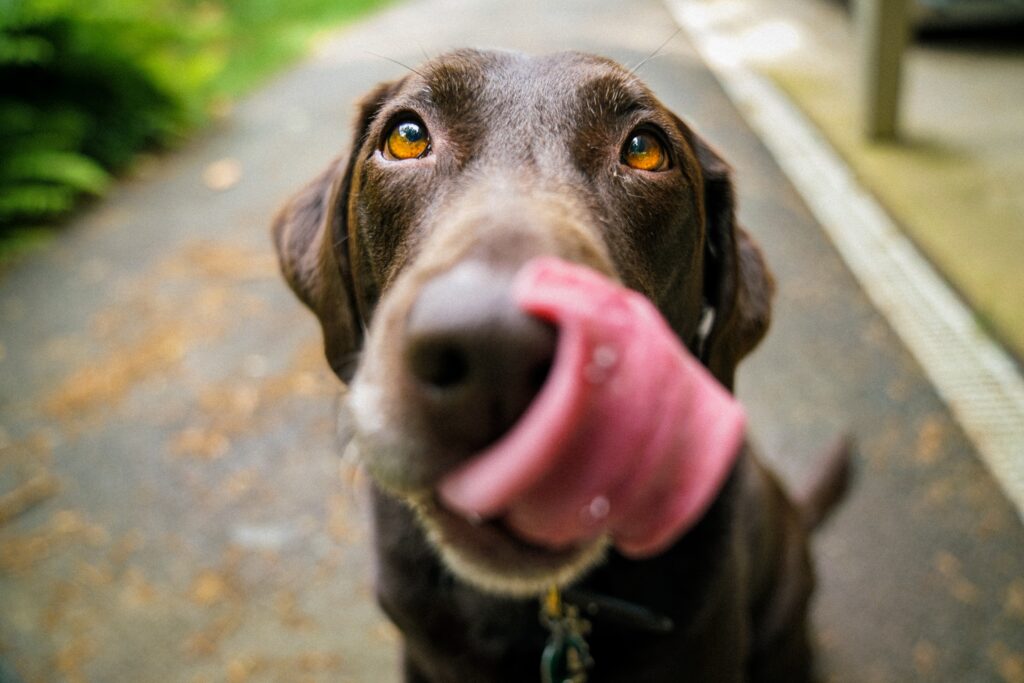 Los perros captan las emociones humanas. Tienen una gran capacidad para contagiarse emocionalmente y pueden interpretar las señales humanas.