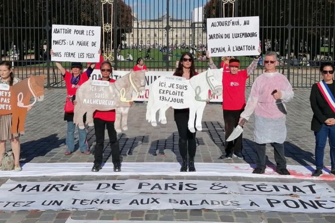 París prohibirá los paseos con poni. Asociaciones defensoras de los animales han denunciado las condiciones de maltrato de estos animales. 