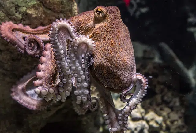 Los pulpos: la cópula de la muerte. El ciclo vital de las hembras pulpo es muy corto, apenas dura dos años. Después de la cópula, se dejan morir. Tras cuidar de las larvas y ver nacer a sus crías, mueren. Aquí os dejamos un breve vídeo de la cópula y reproducción de este extraordinario animal. 