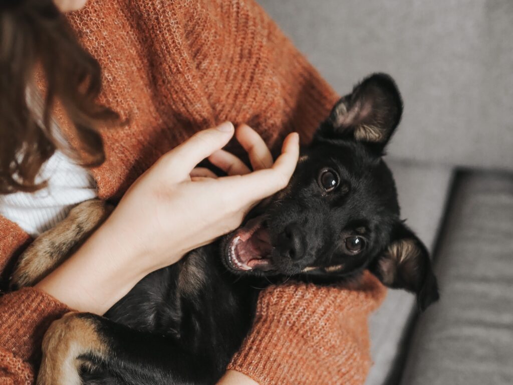 Los perros captan las emociones humanas. Tienen una gran capacidad para contagiarse emocionalmente y pueden interpretar las señales humanas.