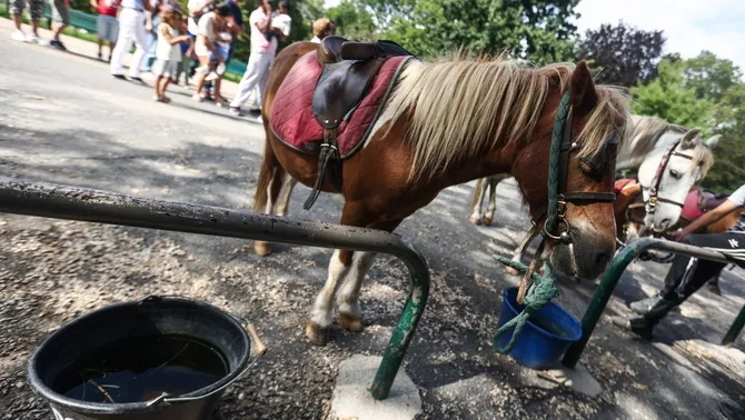 París prohibirá los paseos con poni. Asociaciones defensoras de los animales han denunciado las condiciones de maltrato de estos animales. 