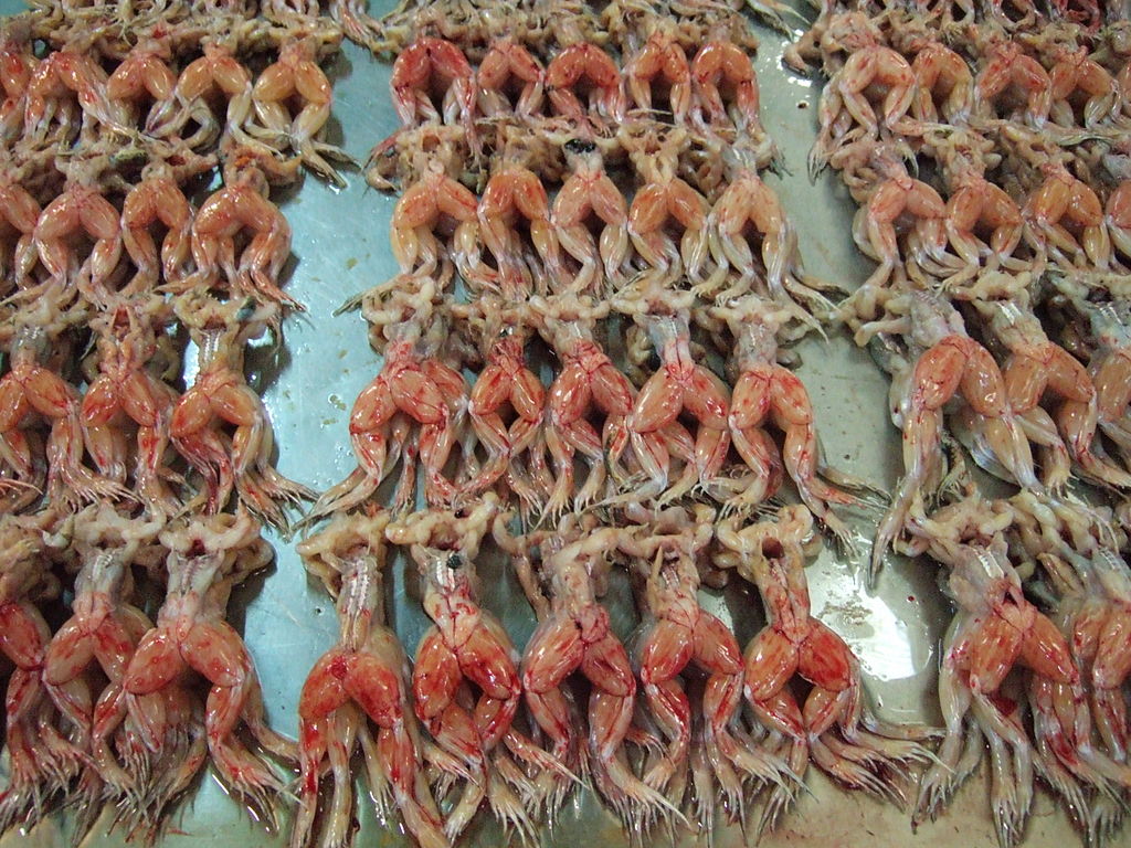 La crueldad del comercio de las ancas de rana es un hecho. Debido a su gran consumo, la población de estos anfibios ha diezmado enormemente.