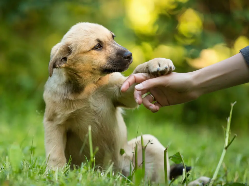 Aumentan las adopciones de animales de compañía en España. La gran labor que llevan a  cabo las protectoras es admirable.