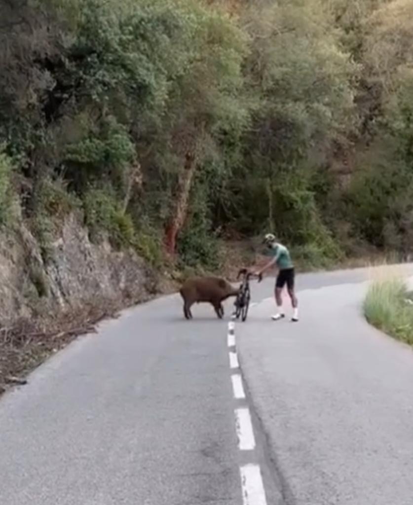 Un jabalí y dos ciclistas se encuentran en una carretera de montaña. Y la actitud de los ciclistas deja mucho que desear. Aquí el vídeo.
