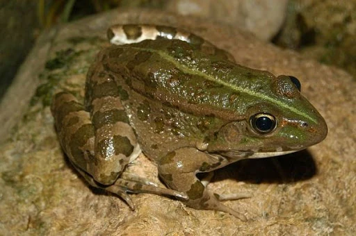 Ancas de rana: de comida de supervivencia a ponerlas al borde de la  extinción