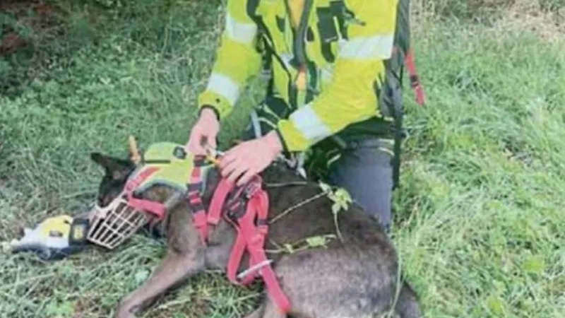 Accidente en el Trentino: un hombre muere y su perro no se mueve de su lado. El equipo de rescate debe sedarlo para recuperar el cadáver