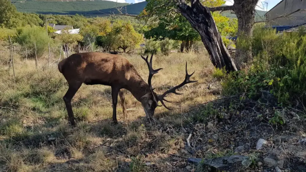La Junta de Castilla y León abate a tiros a Carlitos, un ciervo muy querido en la localidad de Linarejos, en Zamora. ¡Una vergüenza!