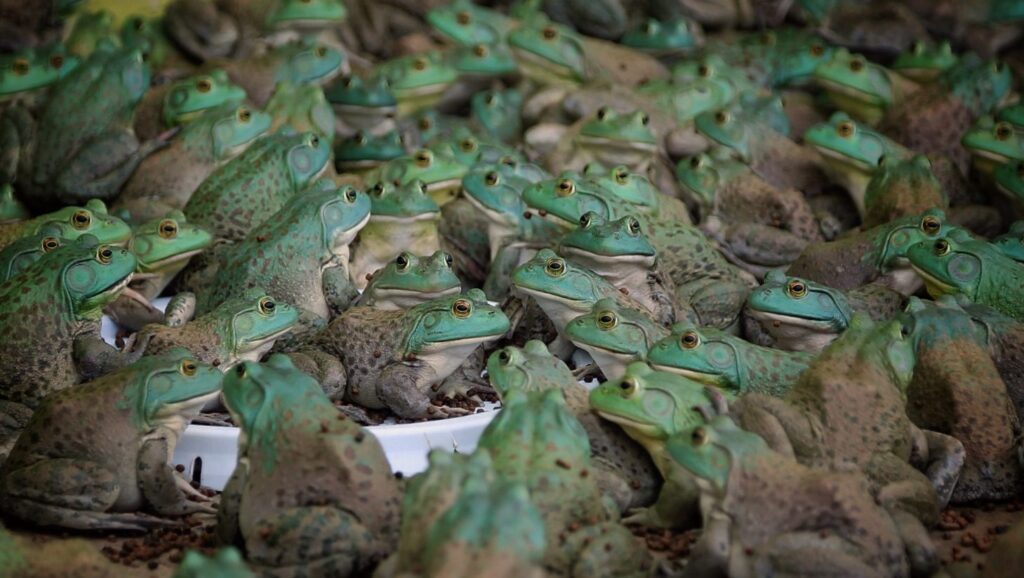 La crueldad del comercio de las ancas de rana es un hecho. Debido a su gran consumo, la población de estos anfibios ha diezmado enormemente.