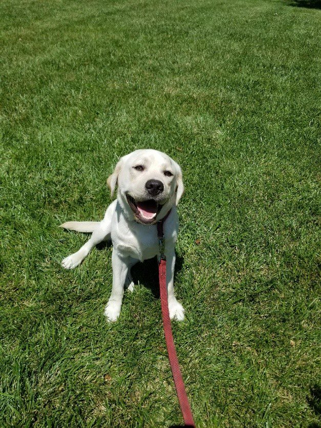 La organización Jordan Detection K9 se dedica, con la ayuda de perros labradores a cazar pederastas. 