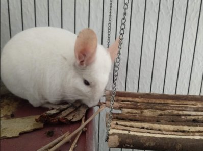 Las chinchillas son unos roedores muy simpáticos y divertidos. Están considerados animales domésticos. Marta nos cuenta su experiencia con ellas.