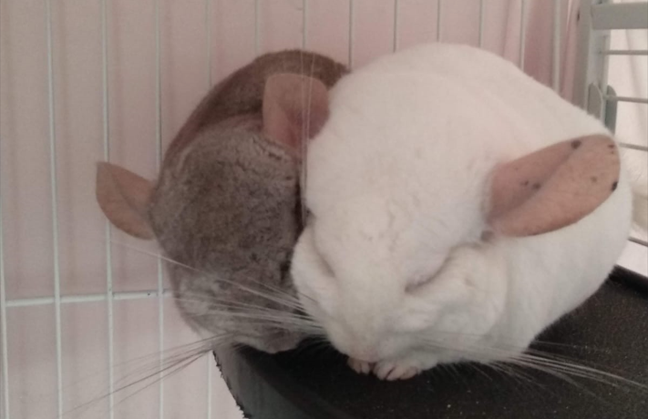 Las chinchillas son unos roedores muy simpáticos y divertidos. Están considerados animales domésticos. Marta nos cuenta su experiencia con ellas.