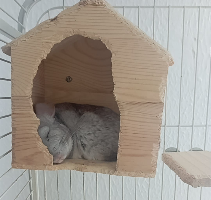 Las chinchillas son unos roedores muy simpáticos y divertidos. Están considerados animales domésticos. Marta nos cuenta su experiencia con ellas.