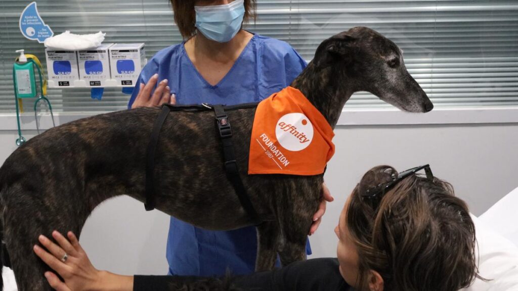 Terapia con perros en la UCI del Hospital del Mar de Barcelona, un proyecto pionero en España con muy buenos resultados
