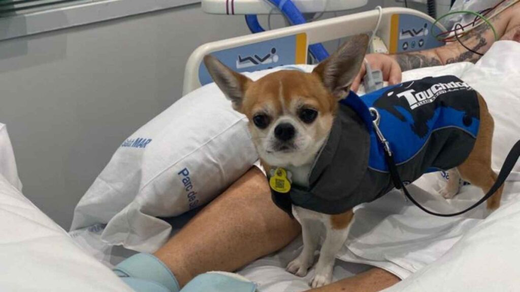 Terapia con perros en la UCI del Hospital del Mar de Barcelona, un proyecto pionero en España con muy buenos resultados