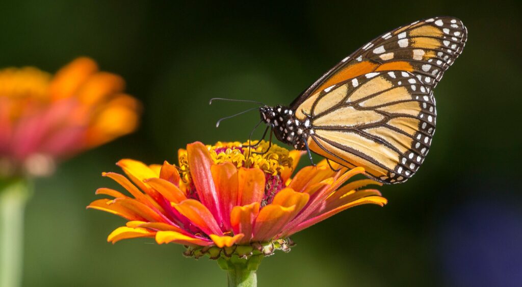 La mariposa monarca está en peligro de extinción, debido a los pesticidas, la tala indiscriminada..., un desastre natural sin precedentes.