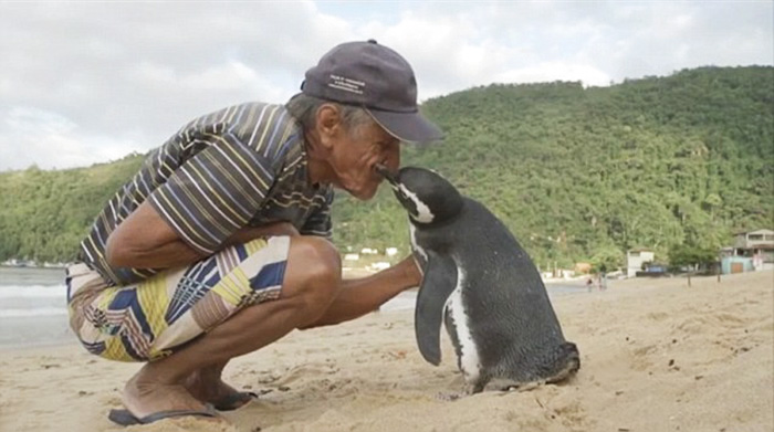 El pingüino Dindim recorre todos los años 8.000 kilómetros para encontrarse con el hombre que le salvó la vida.