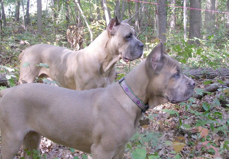 El cane corso es uno de los mejores perros guardianes y uno de los más inteligentes que hay. De apariencia robusta, pero muy dócil y cariñoso.