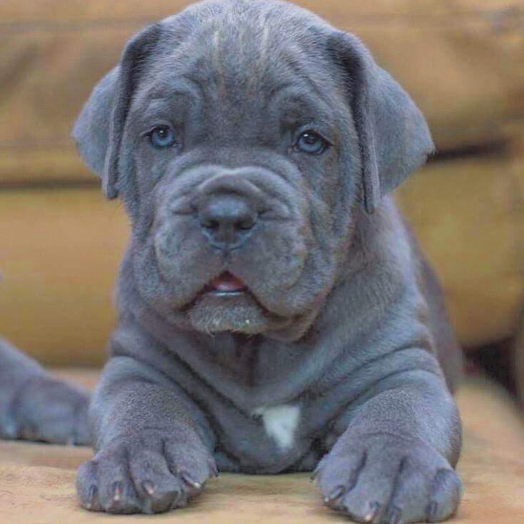 El cane corso es uno de los mejores perros guardianes y uno de los más inteligentes que hay. De apariencia robusta, pero muy dócil y cariñoso.