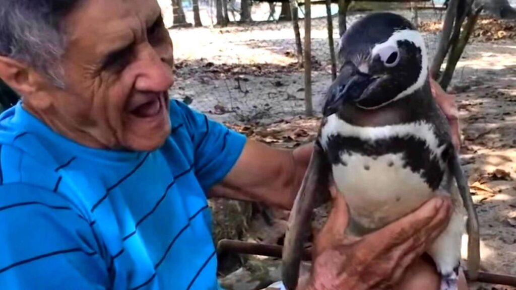 El pingüino Dindim recorre todos los años 8.000 kilómetros para encontrarse con el hombre que le salvó la vida.